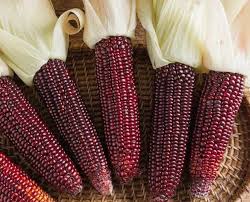 Wholesale Tanzanian Red Corn – Superior Grain for Food & Feed