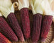 Wholesale Tanzanian Red Corn – Superior Grain for Food & Feed